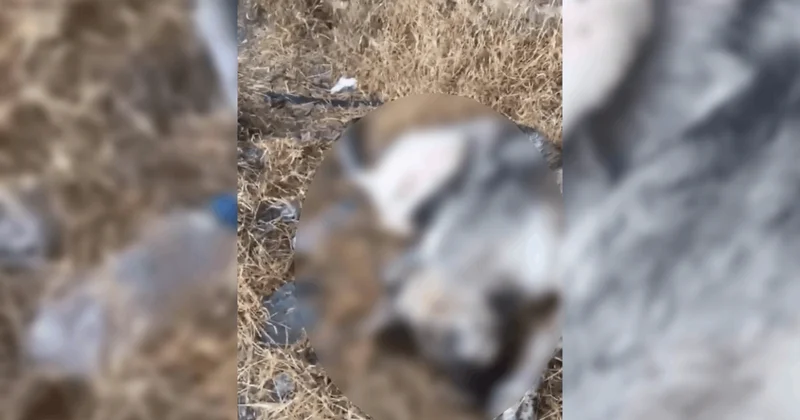 Köpek katiline ev hapsi Sözcü Gazetesi