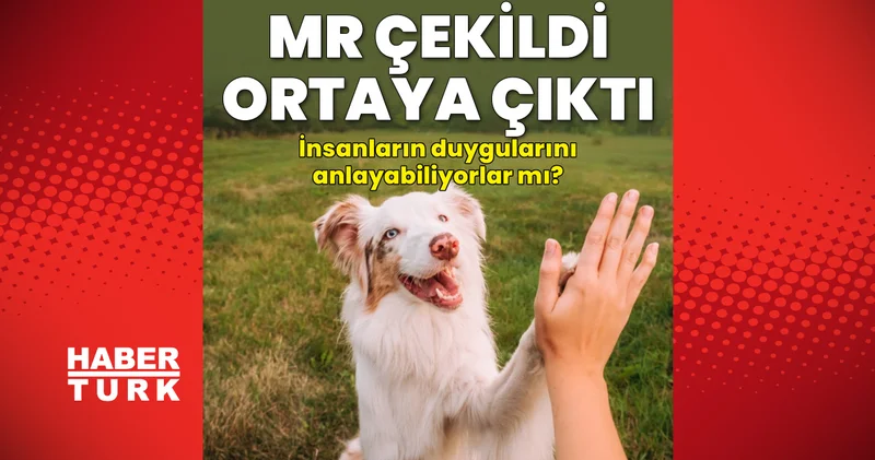 Köpeklere MR çekildi, gerçek ortaya çıktı! Köpekler insanların duygularını ayırt edebiliyor