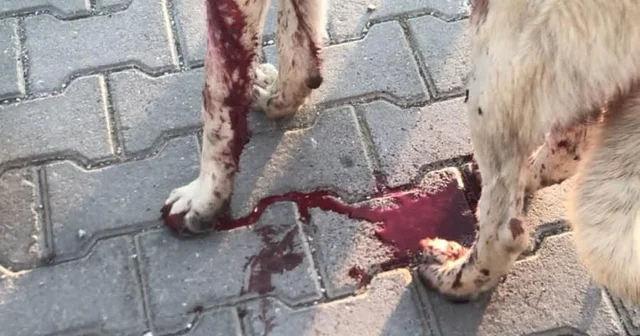 Köpeği yaralayıp, yavrusunu öldüren şüpheliye ev hapsi Eskişehir Haberleri Habertürk Yerel Haberler