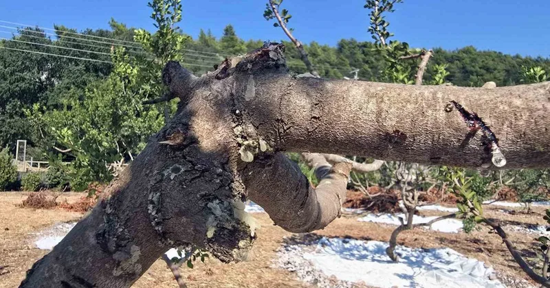 Muğla da Sakız Hasatı Heyecanı