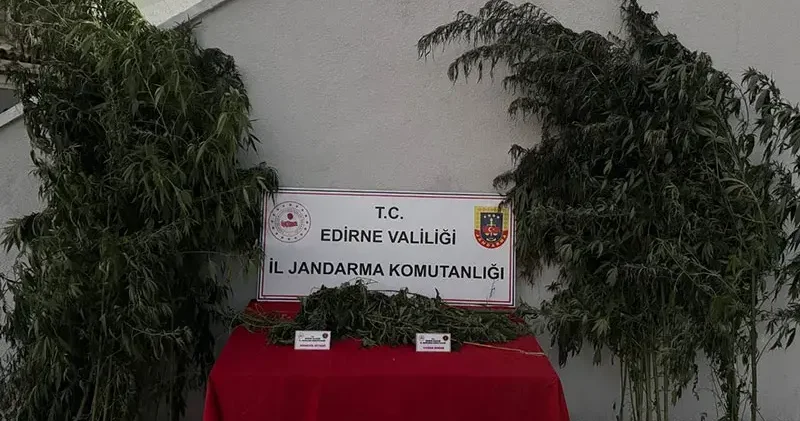 Kamu arazisinde yetiştirdiği Hint kenevirlerini sularken yakalandı