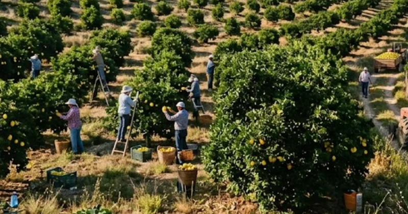 200 liradan 5 6 liraya düştü: Tonlarcası üreticinin elinde kaldı Sözcü Gazetesi
