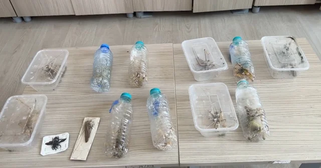 Yabancıların canlı çekirge toplarken yakalanmasına, uzmandan genetik çalışma uyarısı Diyarbakır Haberleri Habertürk Yerel Haberler