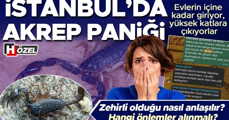 Evlerin içine kadar giriyor, yüksek katlara çıkıyorlar: İstanbul’da akrep paniği! Zehirli olduğu nasıl anlaşılır? Hangi önlemler alınmalı?