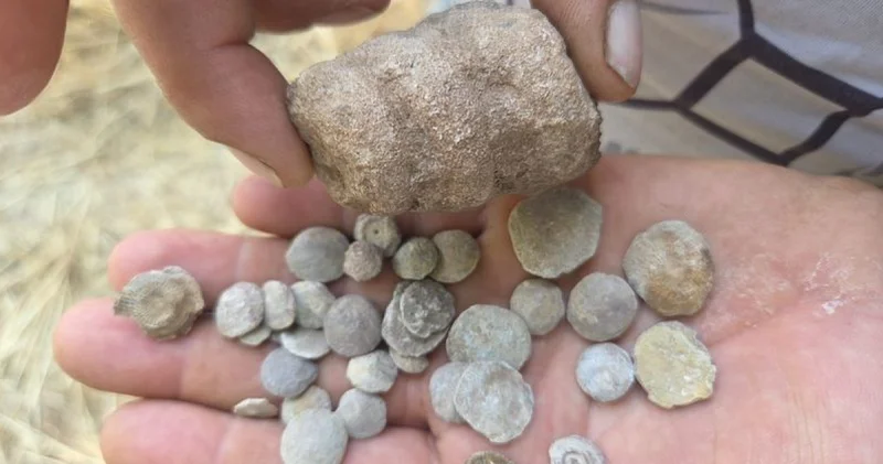 Tarladan bakliyat değil fosil fışkırdı