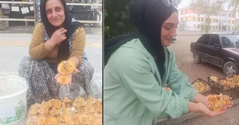 Dağlardan saatlerce yürüyerek toplanan mantarlar, pazarda kilosu 250 TL’ye satılıyor