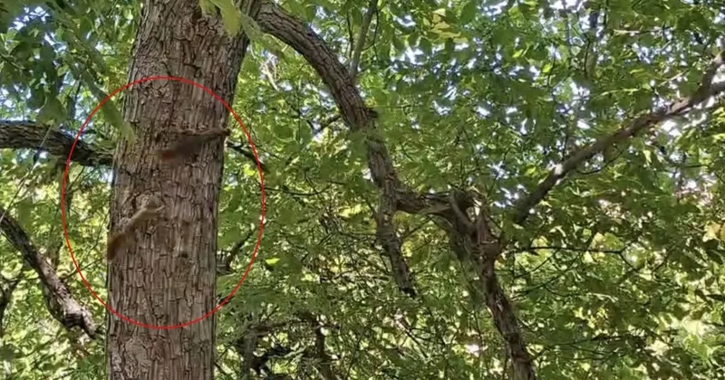 Diyarbakır’da sincapların ağaç üstündeki kovalamacası kameralara yansıdı