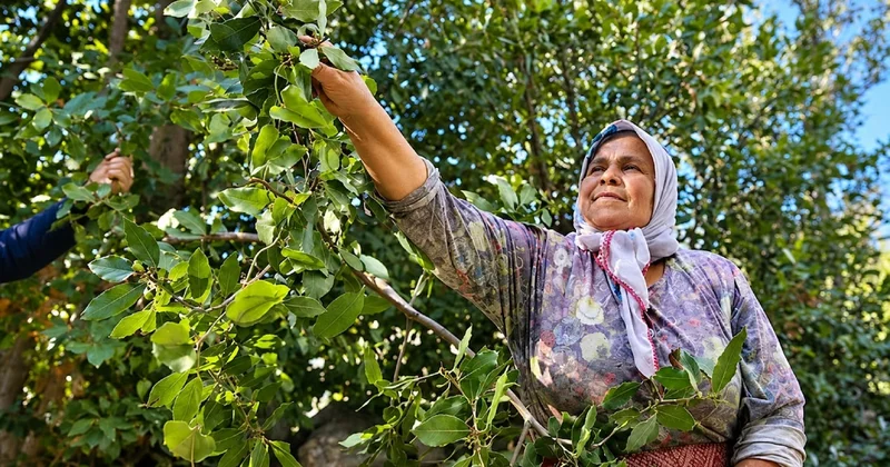 Ormandan toplanıyor, kilosu 300 lirayı geçiyor: Çin almak için milyonlarca dolar ödüyor Sözcü Gazetesi