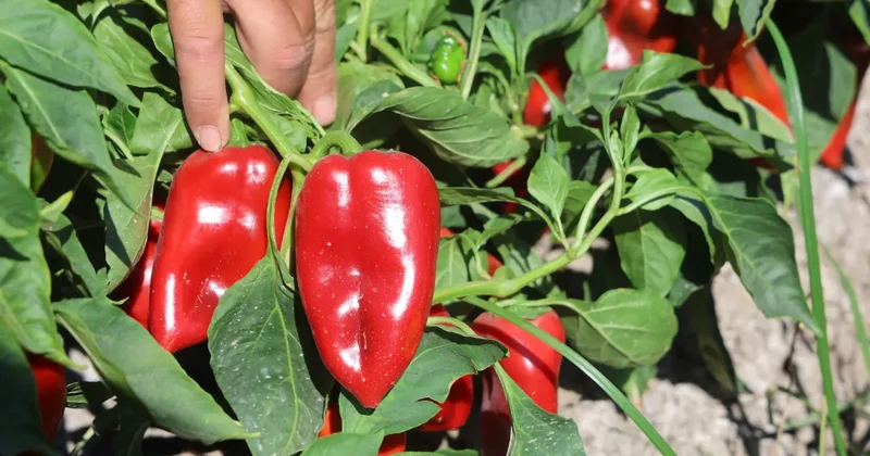 Kavurucu sıcakta hasat sürüyor: Tatlı kapya biber tarlada 20 lira, manavda 100 lira!
