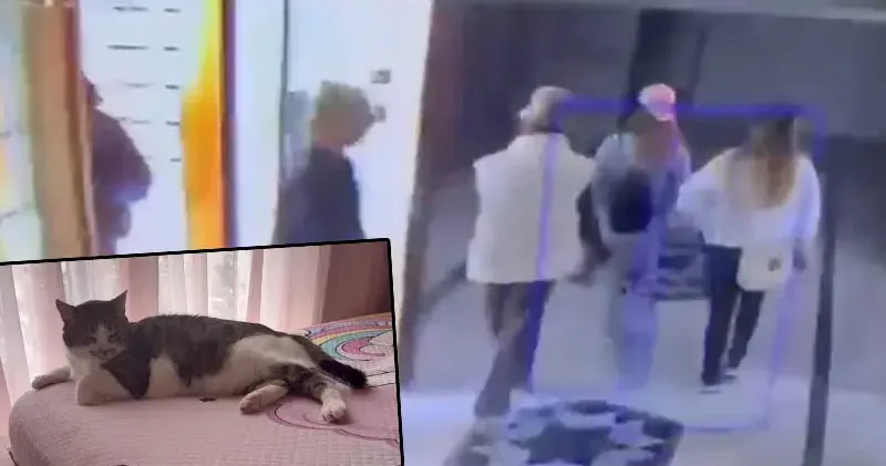 Küçükçekmece de 12 nci kattaki daireye Mucize sayesinde giremediler; şüphelilerin kediden kaçtığı anlar kamerada