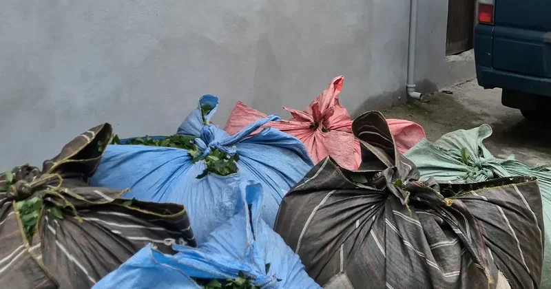 Rize’de fıkra gibi olay: 20 bez çayı 2 salatalığa kurtardı