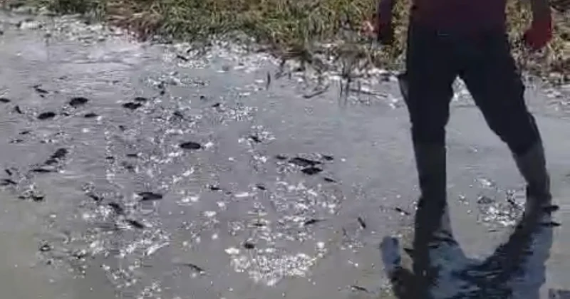 Hakkari Yüksekova da Nehil Sazlığı kuruyor, binlerce balık çamurda can çekişiyor