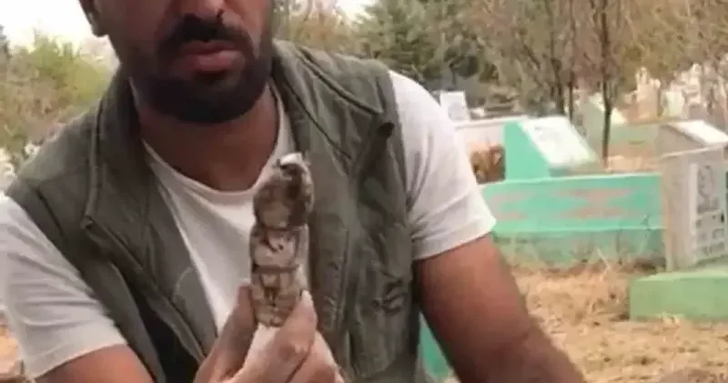 Kazı yaparken mezarlıktan kefenlenmiş oyuncak bebek çıktı Diyarbakır Haberleri
