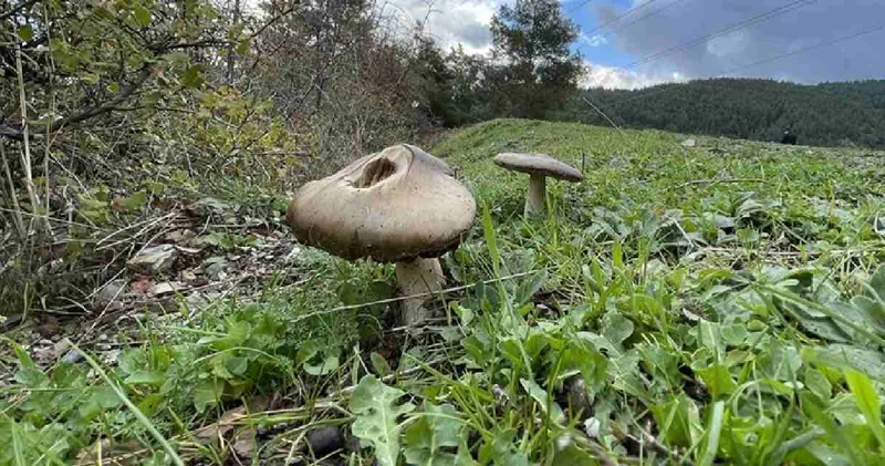 Bursa da iki kişi topladıkları mantardan zehirlendi