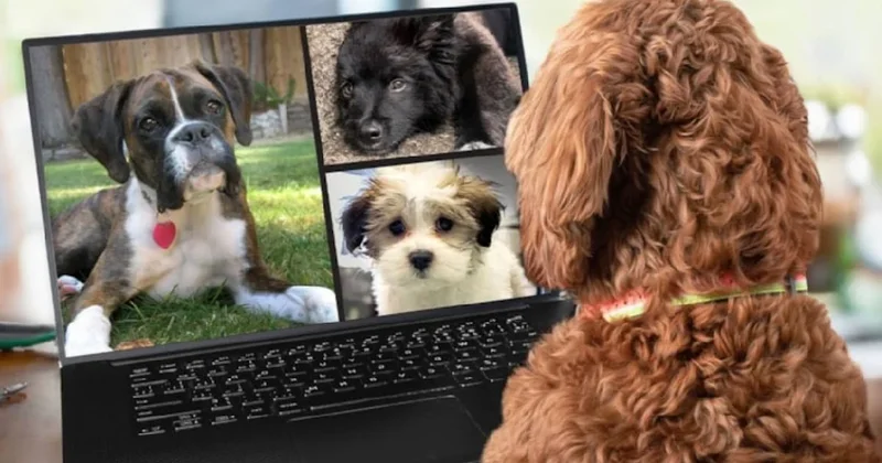 Uzun ömre sahip köpek cinsleri belli oldu: Uzman veteriner açıkladı Sözcü Gazetesi