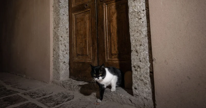 Topkapı Sarayı nın kedi kapısı, Mülayim in torunu Şerbet le yeniden hayat buldu