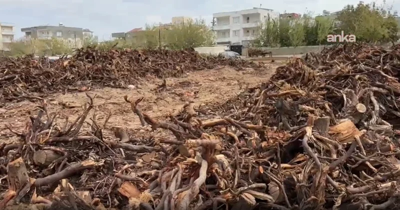 Kilosu 600 lira oldu ama kimse yüzüne bakmıyor! Adıyaman’da ağaçlar tek tek sökülüyor Sözcü Gazetesi