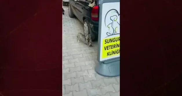 Çorum’da anne kedi, yavrusunu veterinere kendi götürdü