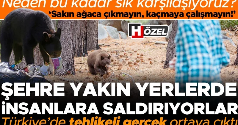 Ayı saldırısına uğrayan insan sayısı her gün artıyor! Peki neden ayılar ve insanlar bu kadar çok karşılaşıyor? Saldırı anında nasıl hayatta kalacağız? Uzman...