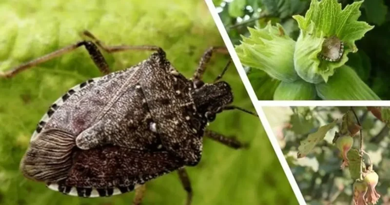 Kahverengi kokarca için 7 bin sülün doğaya salındı!