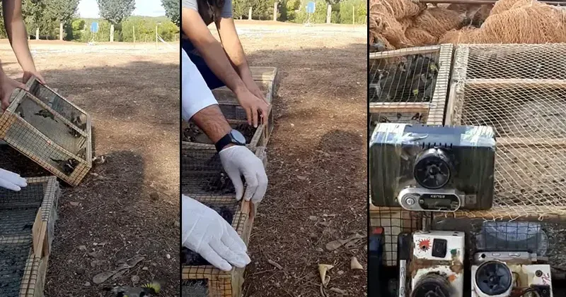 Kahramanmaraş ta yasa dışı avlanan 80 saka kuşu doğaya salındı