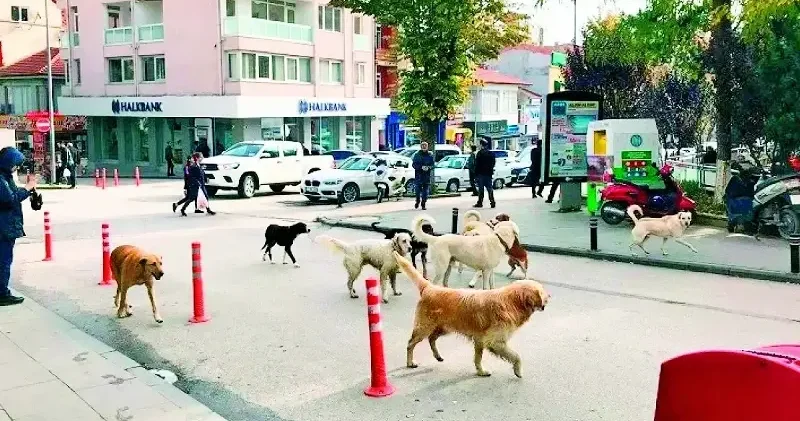 İstanbul da sokak hayvanları tehlike saçıyor Yerel Gündem Haberleri