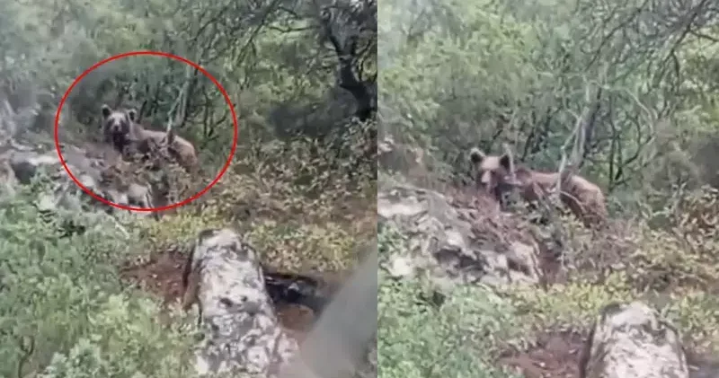 Kepçe operatörü ormanda ayı görüntüledi; kaymakamlık uyarı yaptı