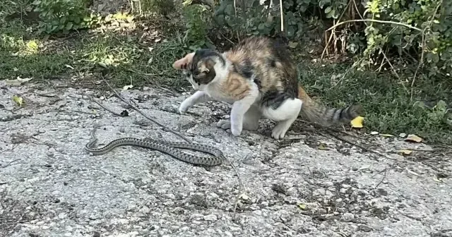 Bayburt ta kedi yılanı pati darbeleriyle öldürdü VİDEO İZLE