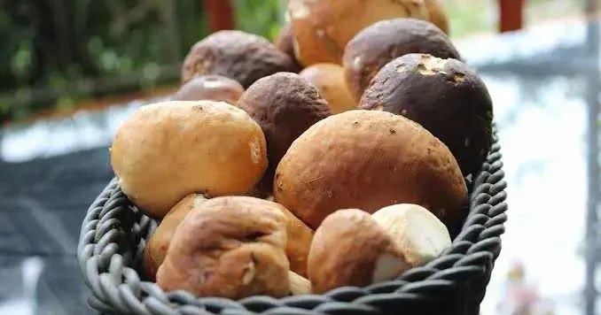 Dağda gören zengin oluyor: Tek bir tanesi bile servet değerinde!