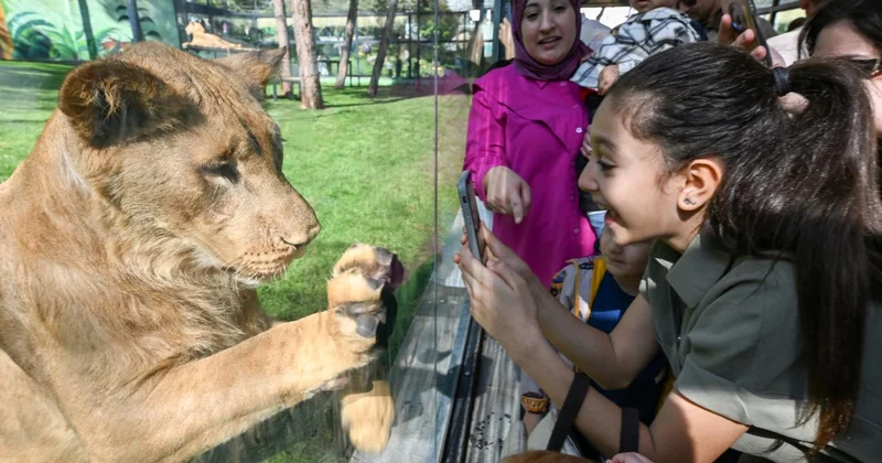 Gaziantep te ezber bozan proje: Aslanlarla göz göze