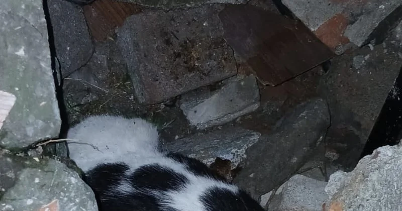 Çöken binanın molozları arasından 6 gün sonra kedi sesi geldi! İtfaiye yaralı kurtardı