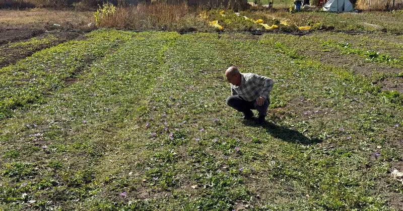 Esnaflıktan tarıma geçen Hakkarili çiftçi, kilosu 1 milyon liraya varan safranın hasadında