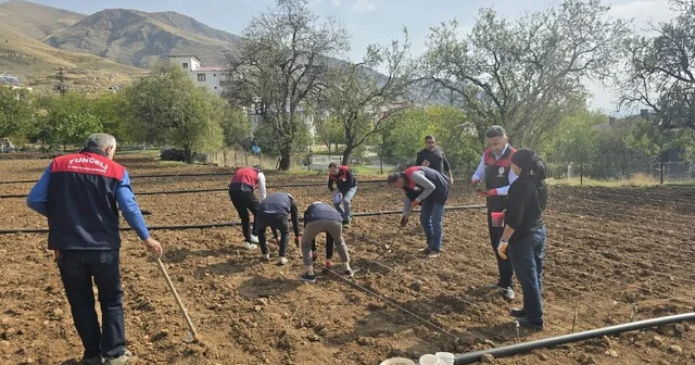 70 yaşındaki üretici Şehriban teyzenin yardımına tarım ekipleri yetişti Tunceli Son Dakika Haberleri Habertürk Yerel Haberler