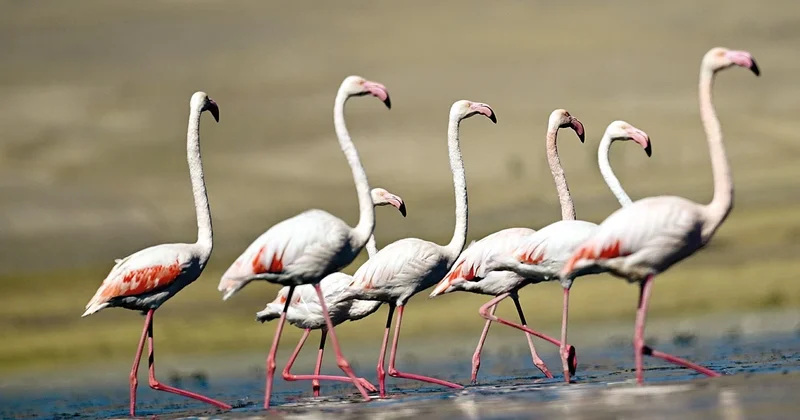 Van Gölü’nün ‘kalıcı’ misafirleri