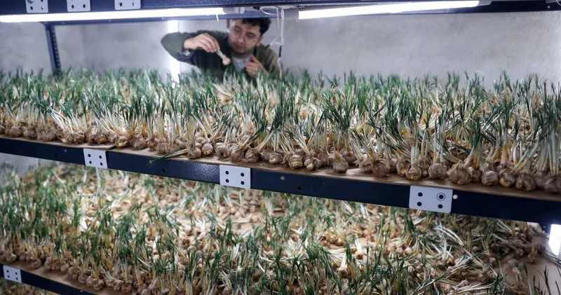 Konya da yetiştirip 1 milyondan fazla kazandı