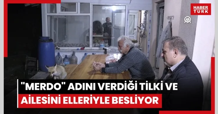 Merdo adını verdiği tilki ve ailesini elleriyle besliyor