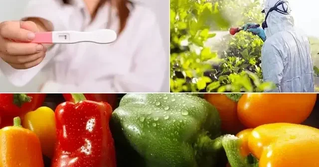 Sofralardaki zehir pestisit : Hem hormonları bozuyor hem de kısırlık yapıyor VİDEO İZLE