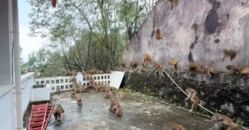 100 maymun bir anda dağdan indi: Turistler can havliyle kaçtı