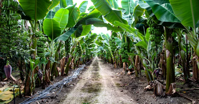 Adana da muz üretimi, devlet teşvikleriyle 7 bin 500 dekara çıktı Adana Haberleri