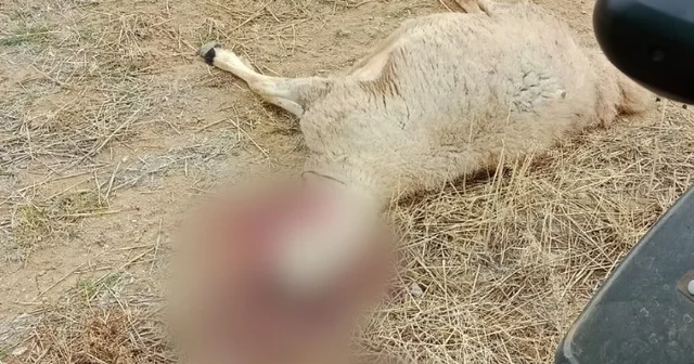 Kurt sürüsünün saldırdığı 30 küçükbaş hayvan ile 1 köpek telef oldu Çorum Haberleri