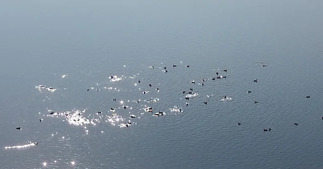 Kars Barajı, göçmen kuşların yeni mekan Doğaya can suyu oldu Kars Haberleri