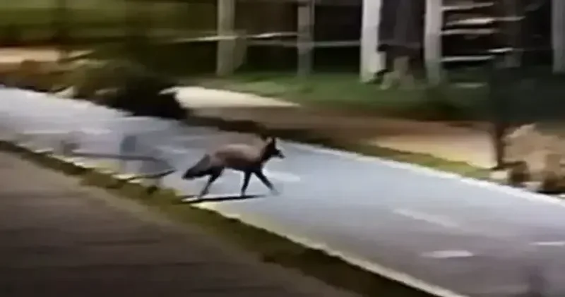 Sahilde yürüyüşe çıkan vatandaş tilkiyle karşılaştı Tekirdağ Haberleri