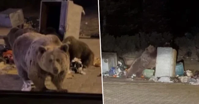 Kış uykusuna yatmayıp şehir merkezine indiler!