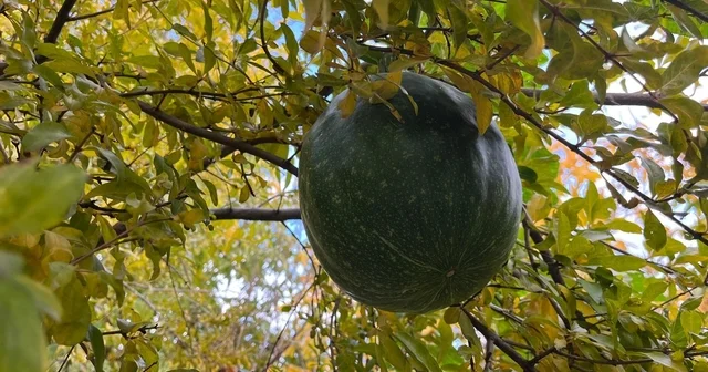 Bahçeye ektiği kabak, nar ağacının tepesinde meyve verdi Denizli Haberleri