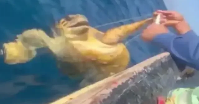 Misinaya dolanan caretta carettanın amatör balıkçılar tarafından kurtarılma anı kamerada VİDEO İZLE