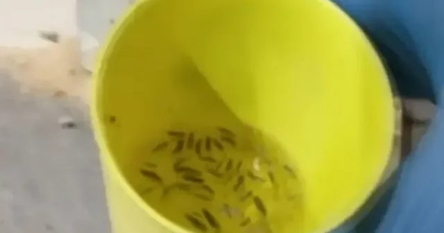 Hatay da fırın denetiminde mide bulandıran manzara: Böcek istilası kameraya yansıdı VİDEO İZLE