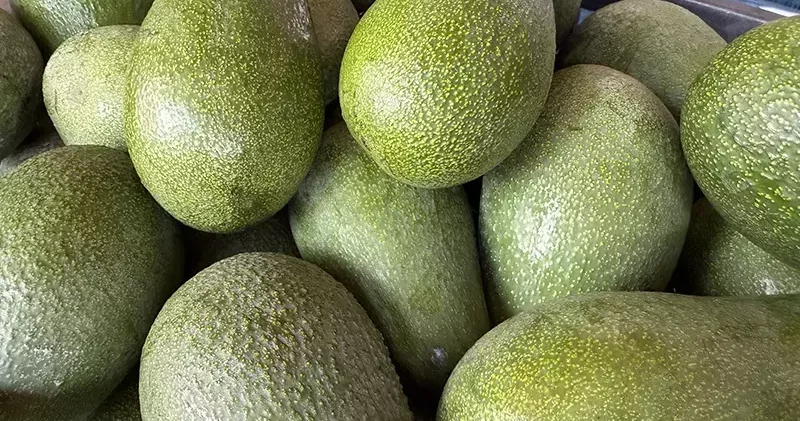 Alanya avokadosunda rekolte beklentisi 150 milyon adet