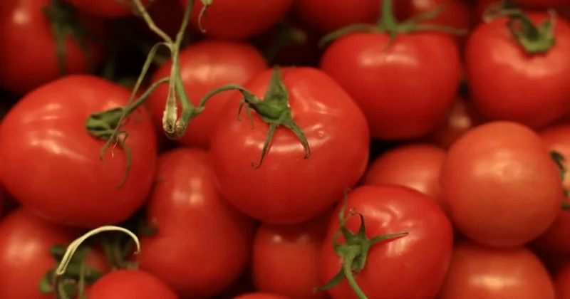 Bu kış domates yemeyin uyarısı Sözcü Gazetesi