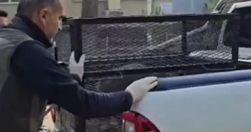 Su kuyusunda bitkin bulunan çakal doğaya geri bırakıldı