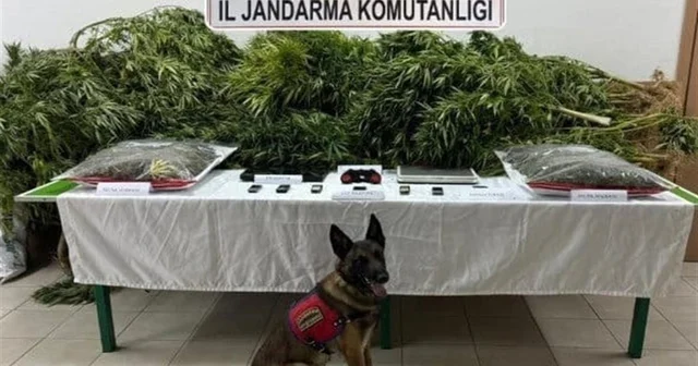 Çiftlikte uyuşturucu bulunmasında sahibi avukat beraat etti, kiracı ceza aldı Konya Haberleri